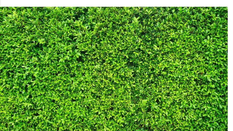 Cele mai bune plante pentru dezvoltarea unui gard viu