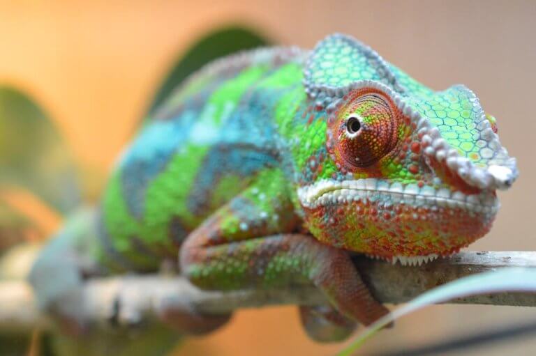 Merită să-ți cumperi cameleon dacă stai la apartament?