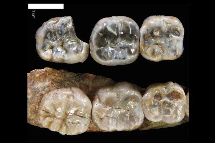 Dinți fosilizați descoperiți în Etiopia ar putea fi asociați cu o specie neidentificată de hominieni
