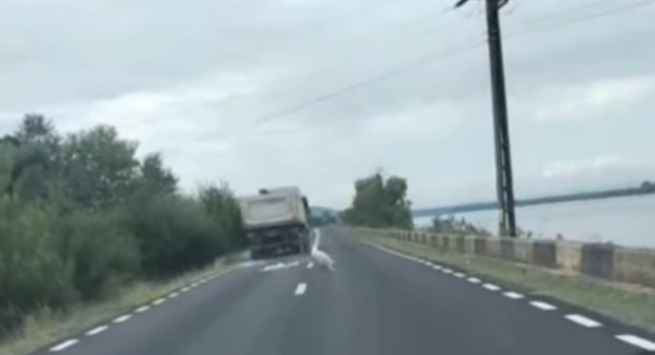 Mehedinți: Inquiry Launched Following Driver Striking Swan and Leaving Accident Scene