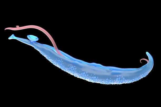Moleculele eliberate de parazitul Schistosoma mansoni ar putea deschide noi căi pentru tratamentele împotriva durerii