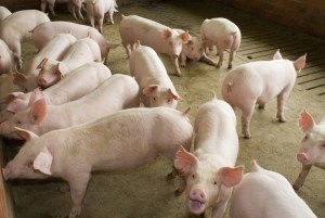 Spania încearcă să reducă efectele economice ale epidemiei de pestă porcină după ce numeroase țări au oprit importurile.