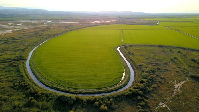 Orezul grecesc în risc: Acordul UE-Mercosur pune în pericol agricultorii cu faliment prin importuri masive neimpozitate.