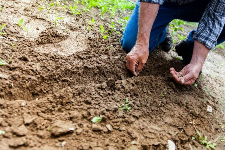 ALDEMO – Soluții moderne pentru agricultură sustenabilă prin semințe melifere și siderate